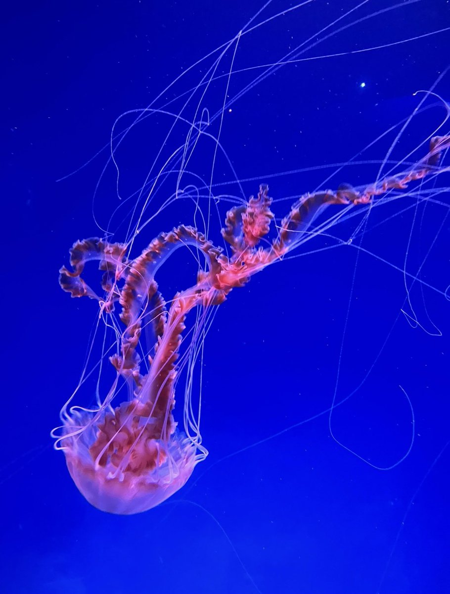 ミカミカ様　古代魚　深海魚　クラゲ　オーダー ミカミカ様 古代魚 深海魚 クラゲ オーダー ミカミカ様 古代魚