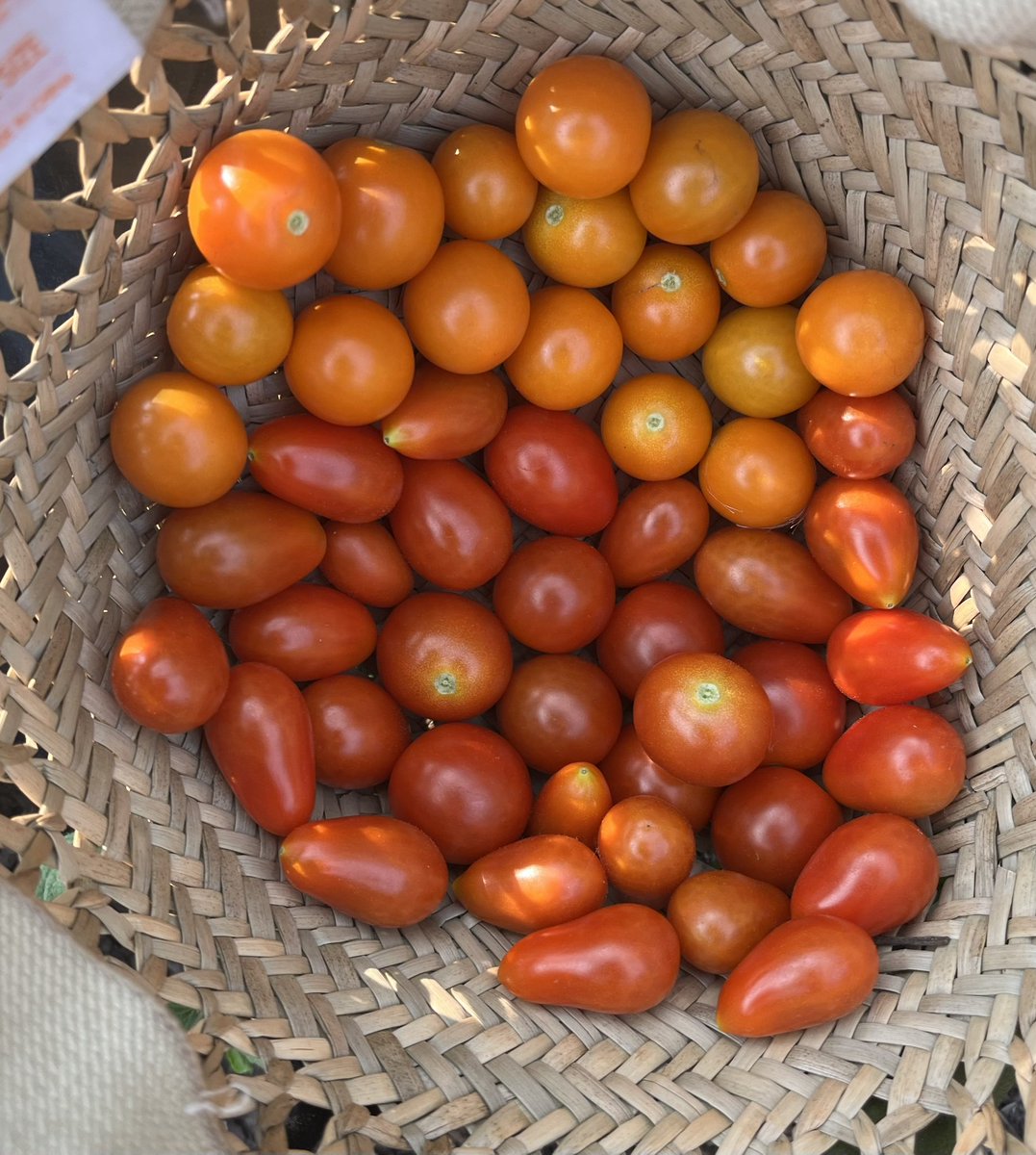 EWTj6venRF0UlaJ's tweet photo. 昨日忙しく採れなかったので2日分😅

#トマト #メロン #そうめんかぼちゃ  収穫🍈🍅🎃 
#SweetMillion #BlackCherry #SuperSweet100 
#SweetCherry   
SweetMillion2 #OrangeComb 
#Sanmarzano #PlumTomato 
#GermanJhonson #Ace55 (2)

#ニューヨーク で #家庭菜園 https://t.co/6523xs3qfw