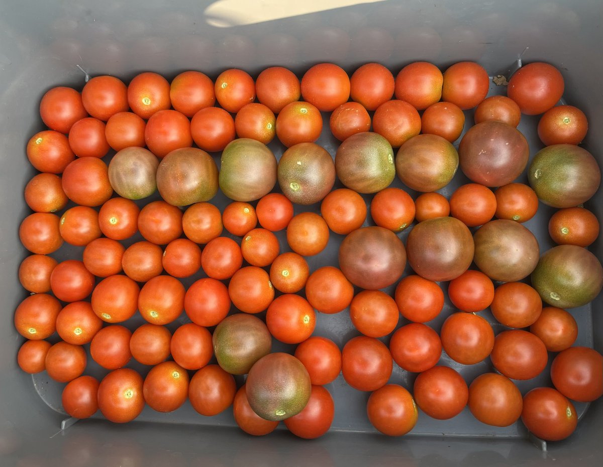 EWTj6venRF0UlaJ's tweet photo. 昨日忙しく採れなかったので2日分😅

#トマト #メロン #そうめんかぼちゃ  収穫🍈🍅🎃 
#SweetMillion #BlackCherry #SuperSweet100 
#SweetCherry   
SweetMillion2 #OrangeComb 
#Sanmarzano #PlumTomato 
#GermanJhonson #Ace55 (2)

#ニューヨーク で #家庭菜園 https://t.co/6523xs3qfw