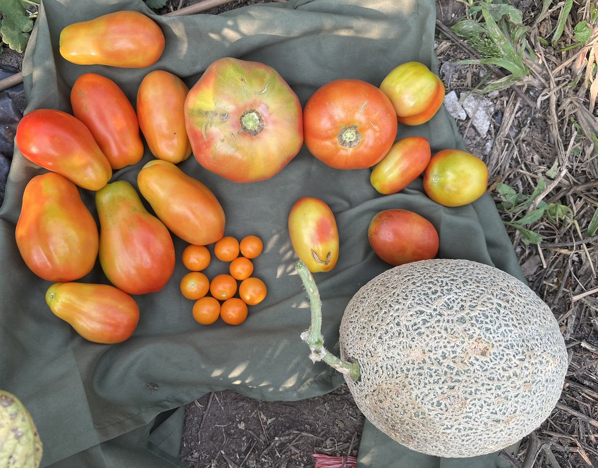 EWTj6venRF0UlaJ's tweet photo. 昨日忙しく採れなかったので2日分😅

#トマト #メロン #そうめんかぼちゃ  収穫🍈🍅🎃 
#SweetMillion #BlackCherry #SuperSweet100 
#SweetCherry   
SweetMillion2 #OrangeComb 
#Sanmarzano #PlumTomato 
#GermanJhonson #Ace55 (2)

#ニューヨーク で #家庭菜園 https://t.co/6523xs3qfw