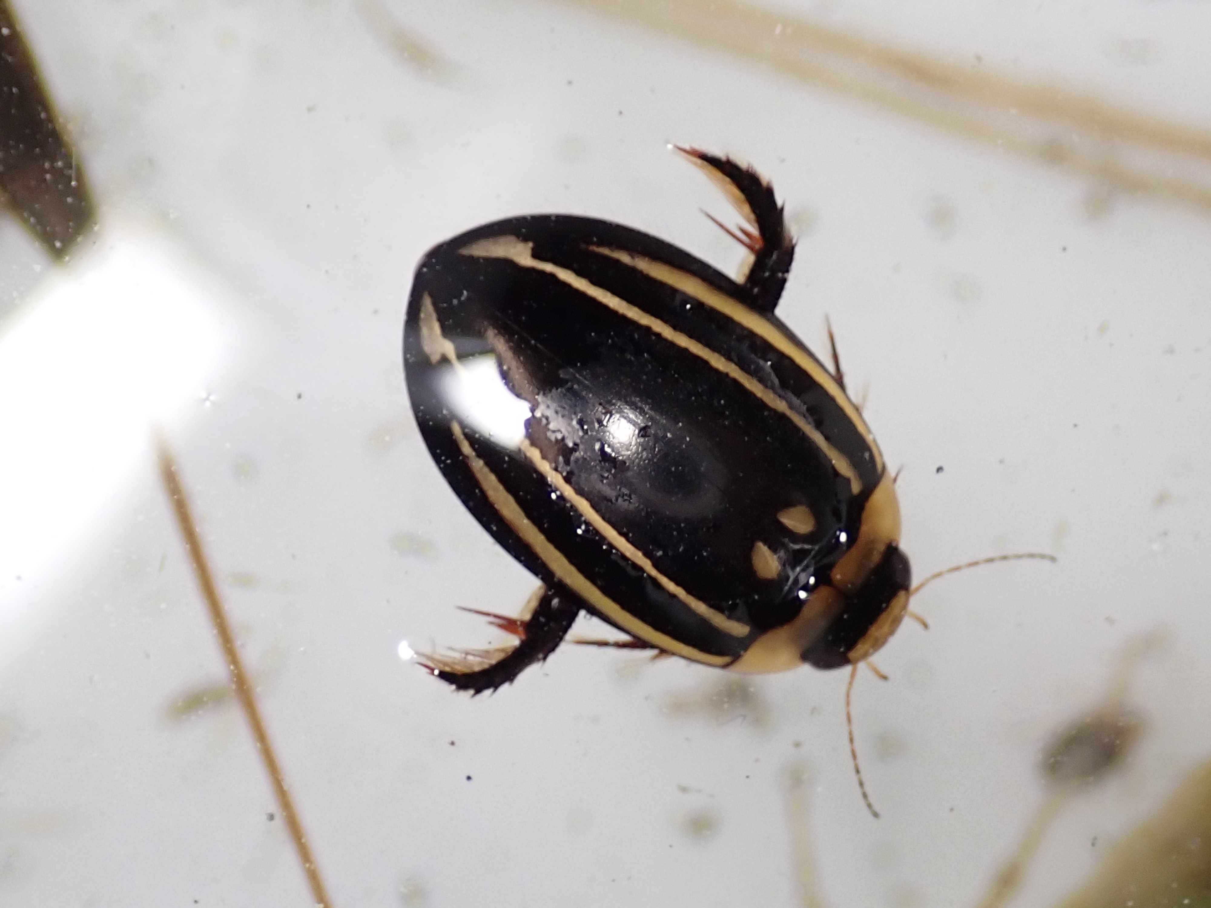 コペムシ (@KOPE_MUSHI) / X