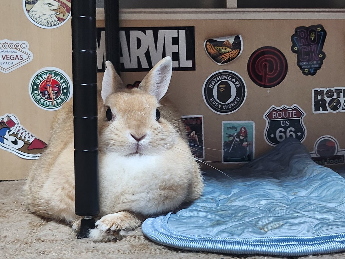 ただいまゴンちゃん🐰💗お留守番ご苦労様🛖🌃✨
鉄の棚の脚に絡み付いてる(笑)🐰