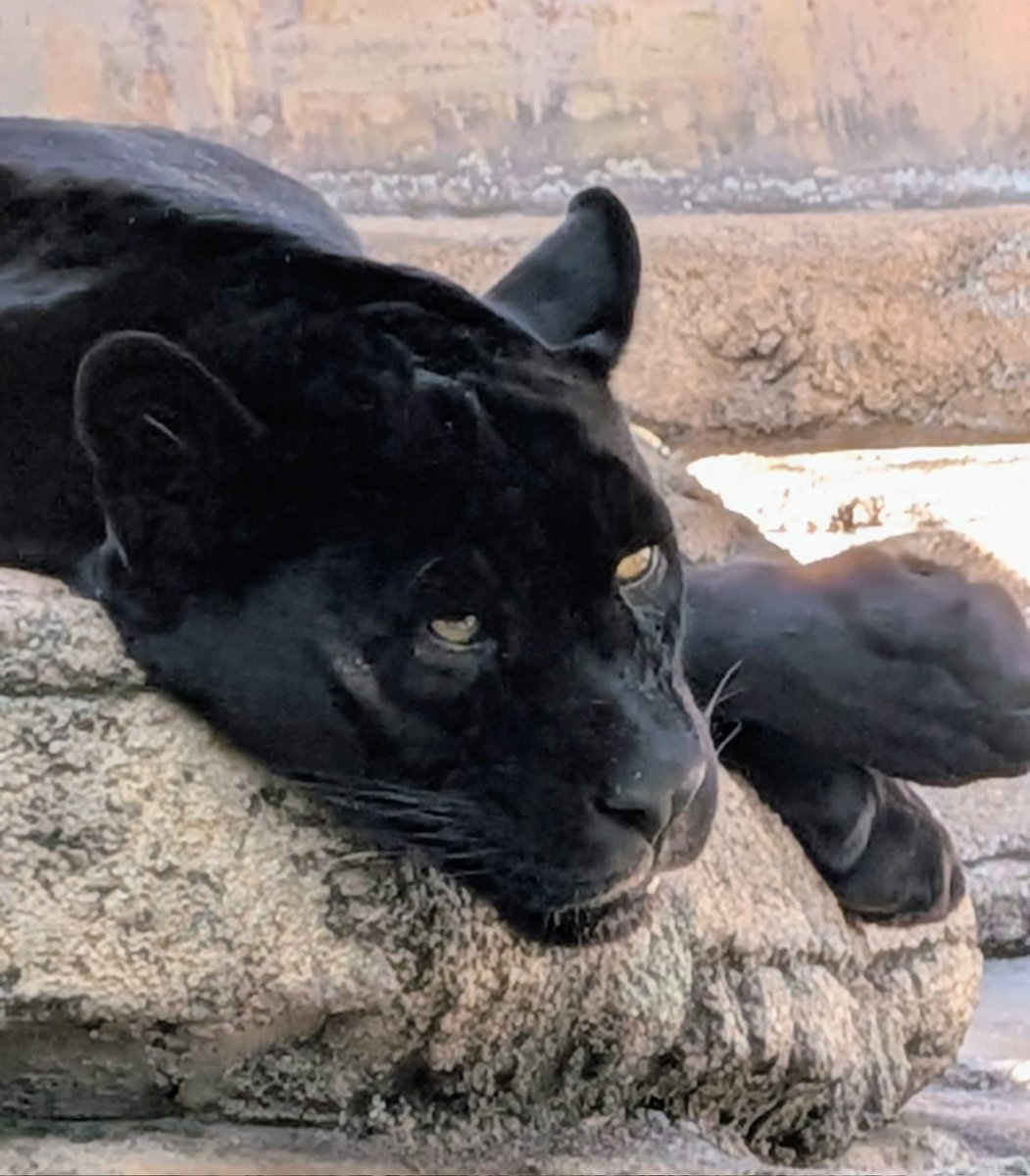 ikutama10's tweet photo. 天王寺動物園のジャガーもお疲れ☀ https://t.co/NOvS8ajMDM