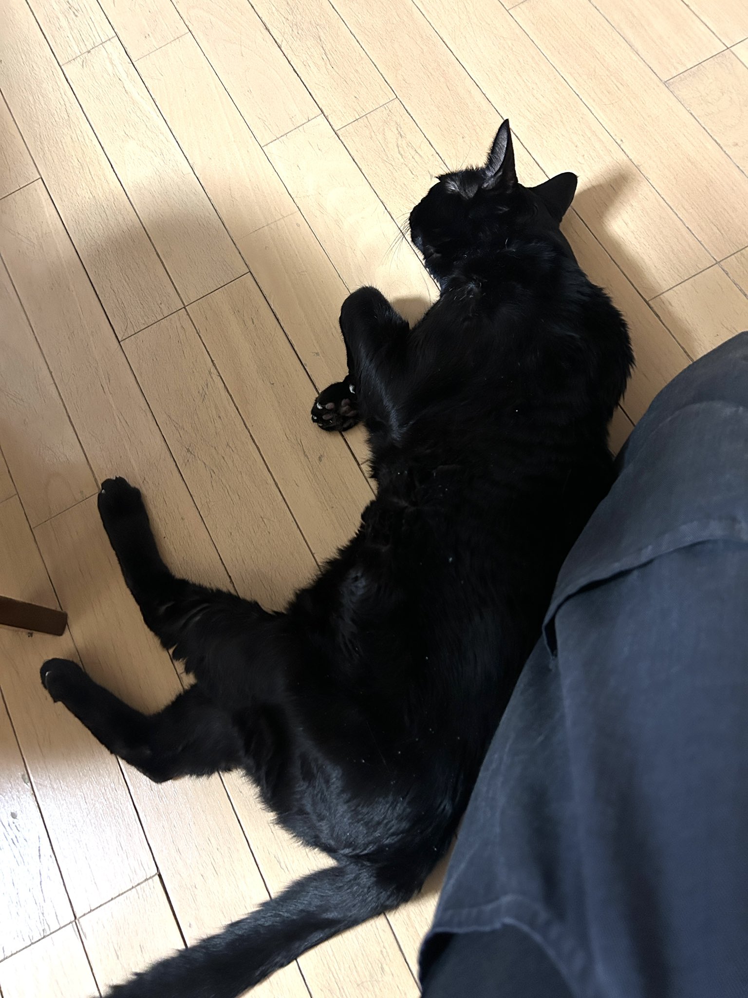 かずよん🐈‍⬛黒猫りゅう🔜9/23・そうさくマーケット3階わ09ab