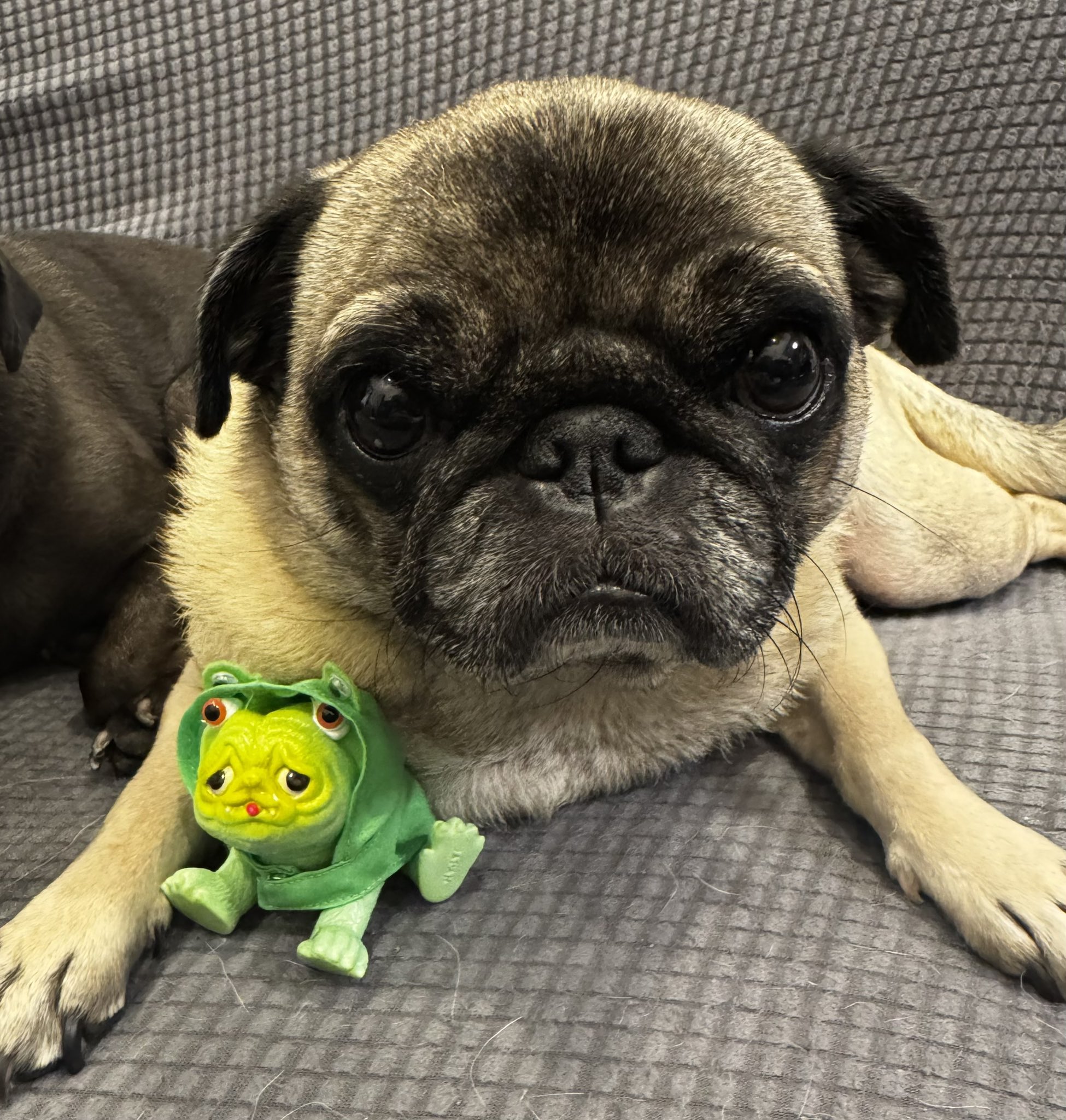 K*O様 あきぱぐ PUGJYU パグ獣 春の新緑 ver PUG 新品未開封 あきぱぐ PUGJYU パグ獣 黒パグ獣 ソフビ シカフェス 未開封