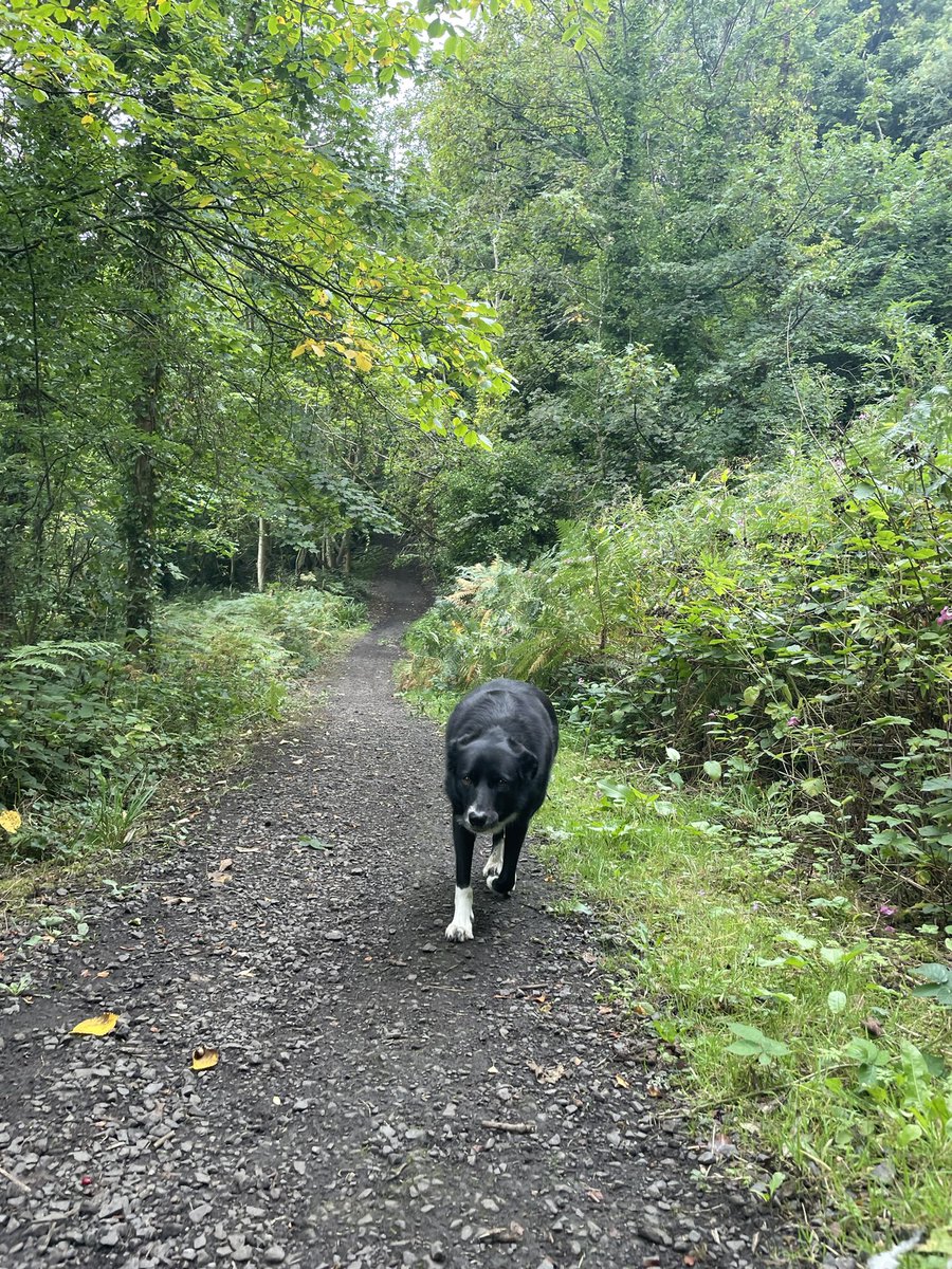 GeordieHound's tweet image. Today we had an Adventure Saturday to Bedlington where we walked along the river Blyth. We had to do a little bit of hill scrambling due to some unexpected private paths but it all worked out okay. I was off lead most of the time as it was quiet