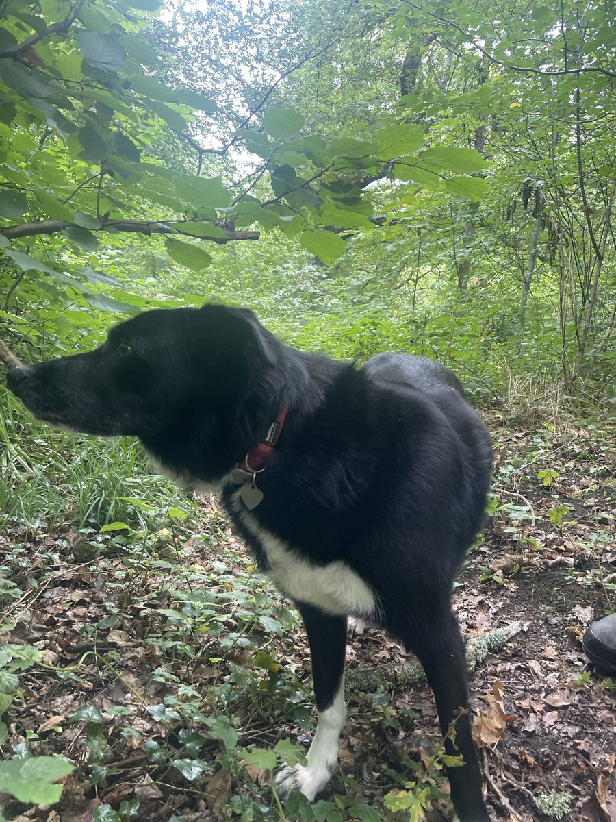 GeordieHound's tweet image. Today we had an Adventure Saturday to Bedlington where we walked along the river Blyth. We had to do a little bit of hill scrambling due to some unexpected private paths but it all worked out okay. I was off lead most of the time as it was quiet