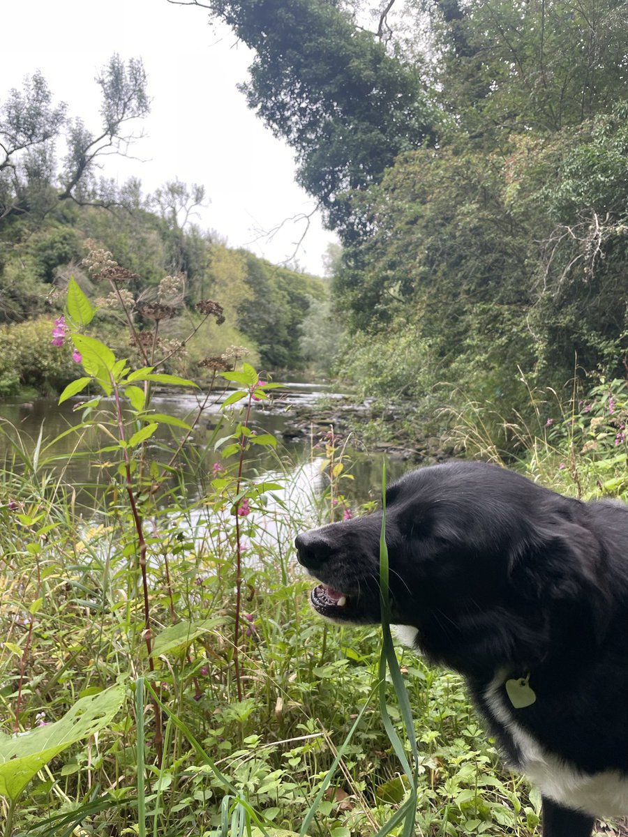 GeordieHound's tweet image. Today we had an Adventure Saturday to Bedlington where we walked along the river Blyth. We had to do a little bit of hill scrambling due to some unexpected private paths but it all worked out okay. I was off lead most of the time as it was quiet