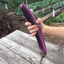 ThatDumbRaccoon's tweet image. "Yeah my fursona has an average size dick, he's not that big~"
The ref they send: