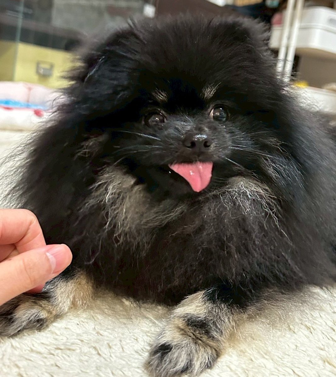 チャロとボンボン（ポメラニアン兄妹） (@chabon_pome) on Twitter photo 