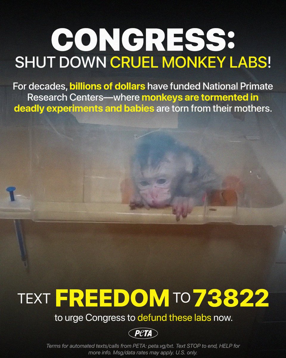 peta's tweet image. Generations of monkeys have suffered in barren cages, ripped from their mothers, and infected with diseases—all for experiments that have produced nothing. Urge Congress to shut these labs down 🔗 peta.vg/43ww