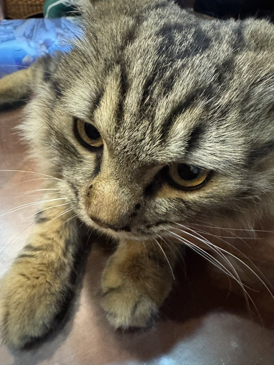 ahmadmaslan's tweet image. Bertemu “Bell” di #Kuching #Sarawak. Amat jinak namun wajah persis seekor singa kecil. #Kucing haiwan kegemaran saya. Di kediaman KL ada
1) Badang
2) Meera
3) Mochi 
4) Aboi 
5) Blackie (liar &amp;amp; duduk luar)
6) Bono (anak saya ambil)
7) Grizmo, InkBolt, ZigZag (3 anak Mochi &amp;amp; Aboi)