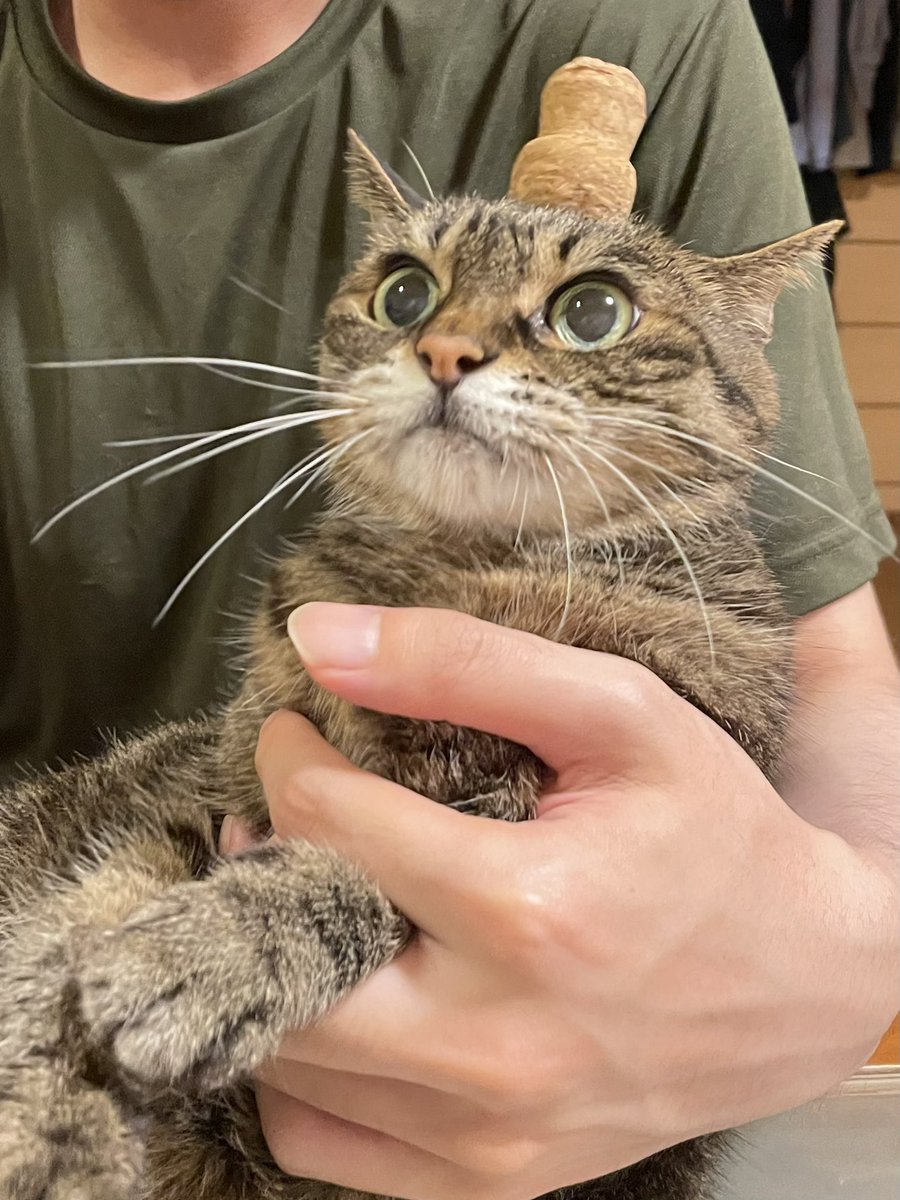 【ちこちゃん⭐︎】 ちびまる子ちゃん ステッカー （レトロリバイバルC）CM-SE518