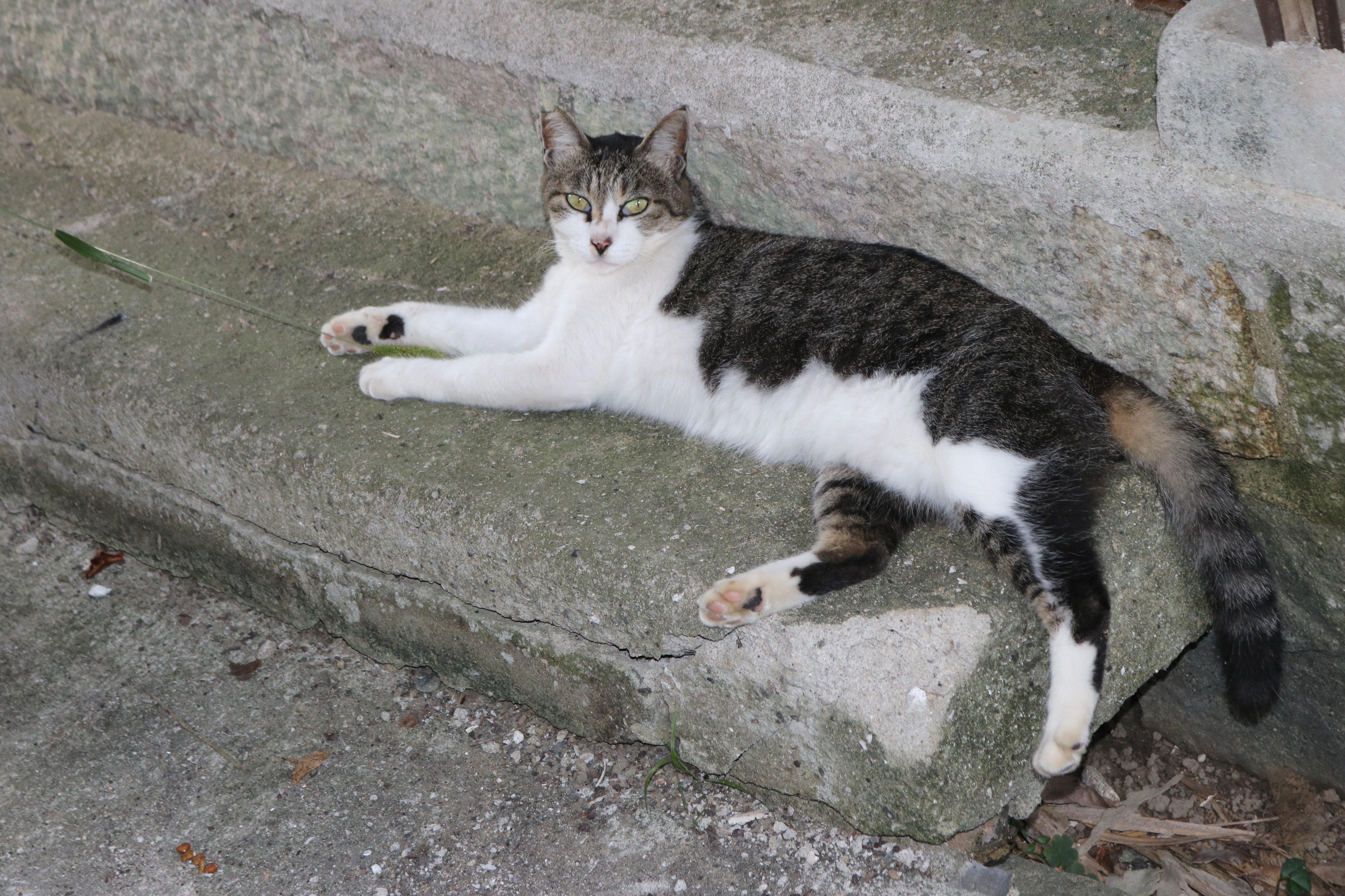 猫の島 青島 on X: 