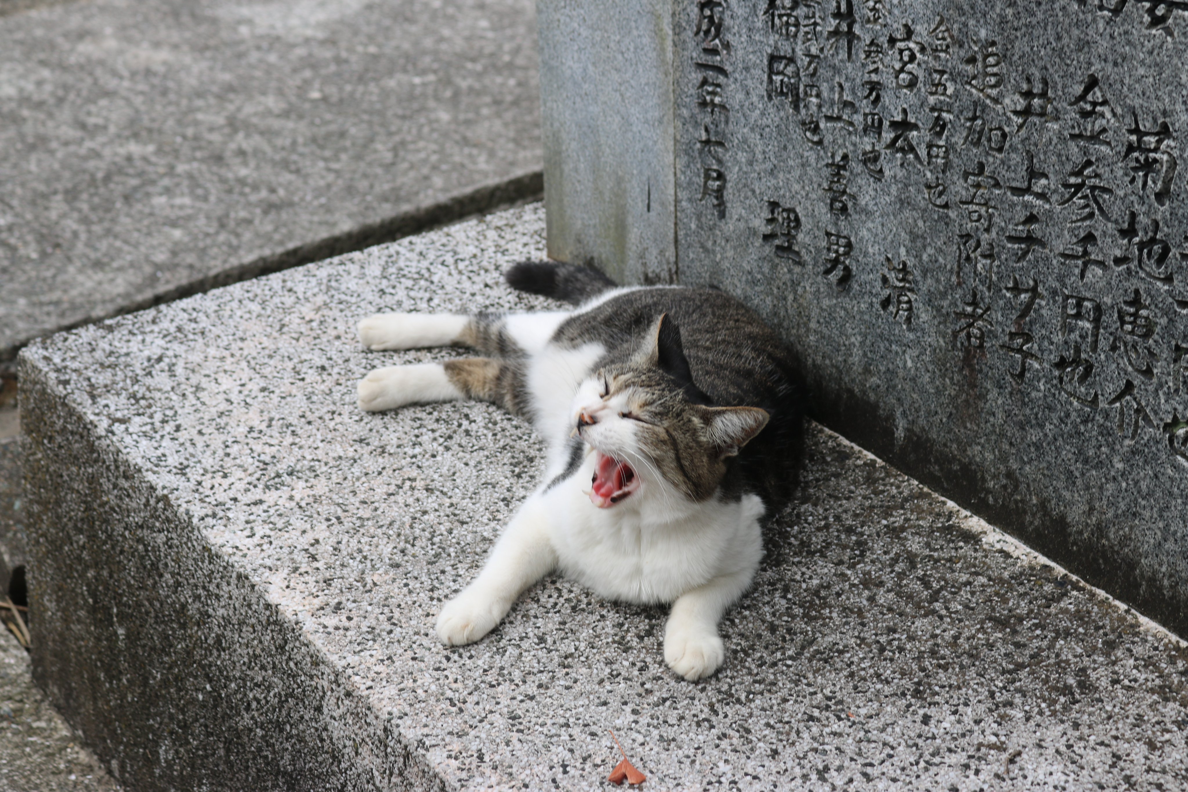 雨*猫様 画像追加しました。さらに値下げ❗️値下げ❗️アンティークミシンです 共立出版 アリがと蟻 (@1738310) on X: 