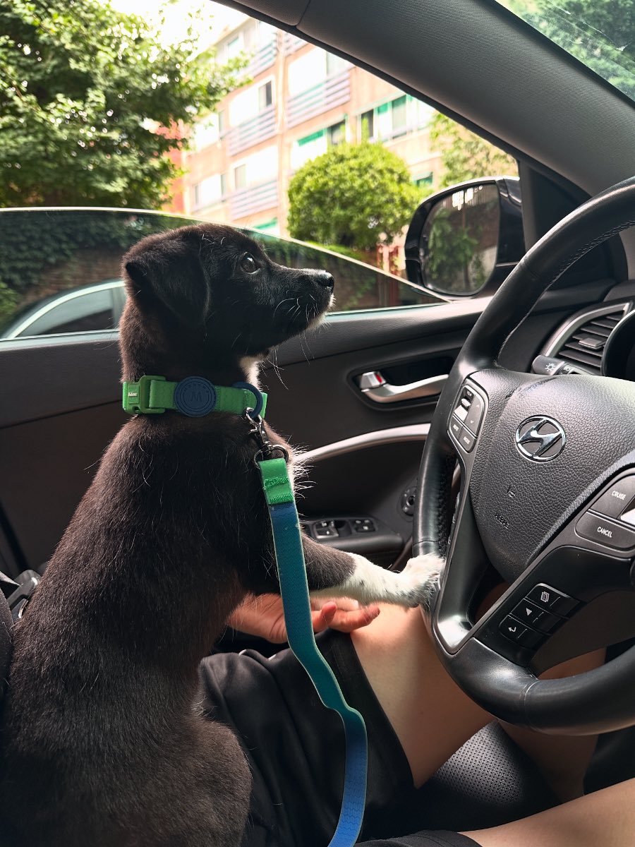 하 랄프 너무 의젓해졌어요 이제 막 주차도 함