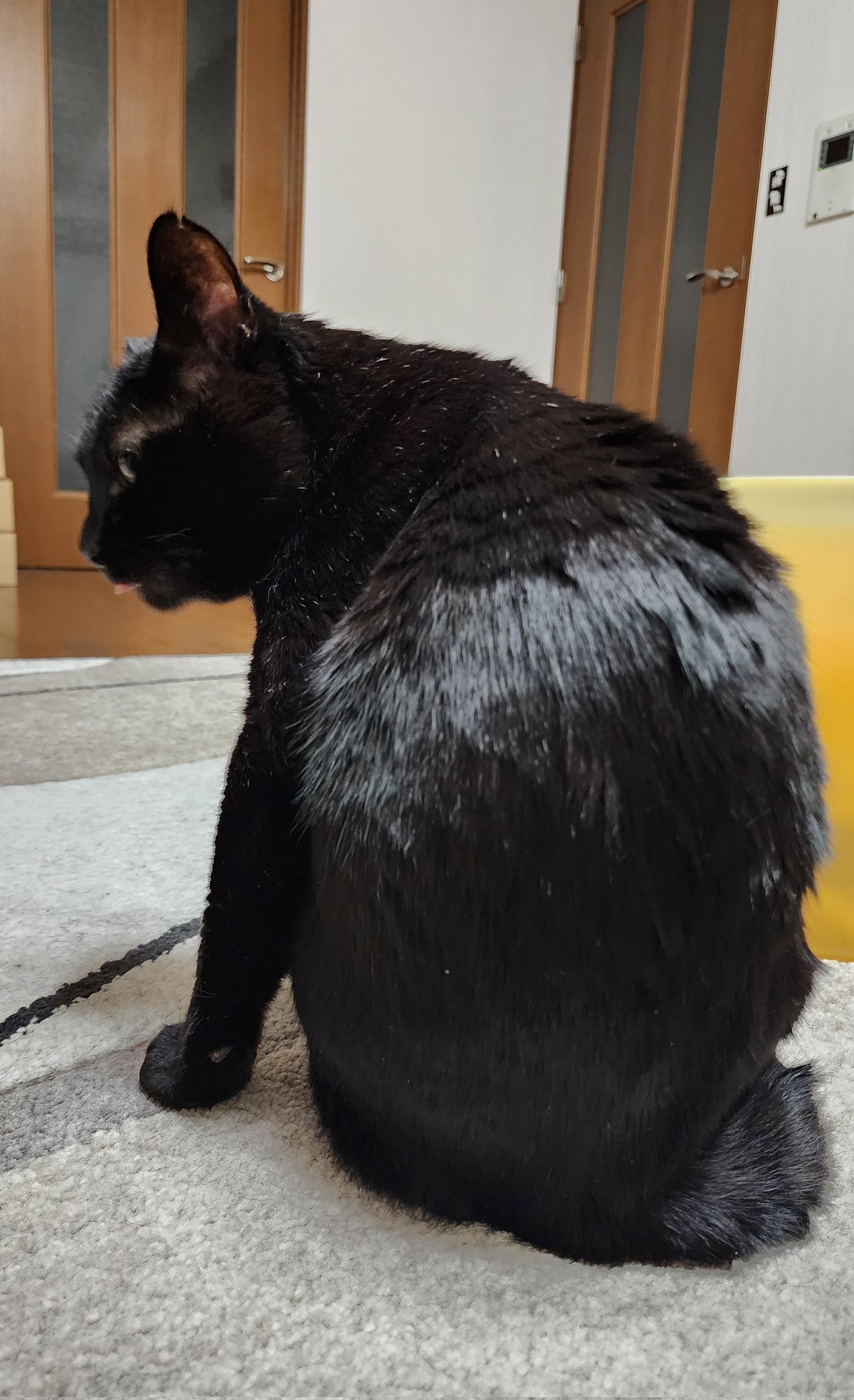 黒ネコにゃんにゃん様＊専用　いつもありがとうございます＊°. 黒ネコにゃんにゃん様＊専用 いつもありがとうございます