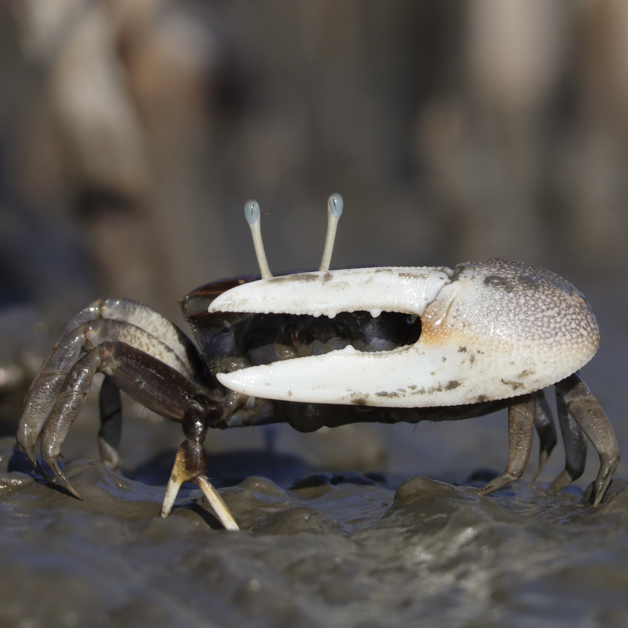 新品　美品　  spindleshanks crab カニ Japanese Matsuba Kani Crab 松葉蟹 (Pre-order Item