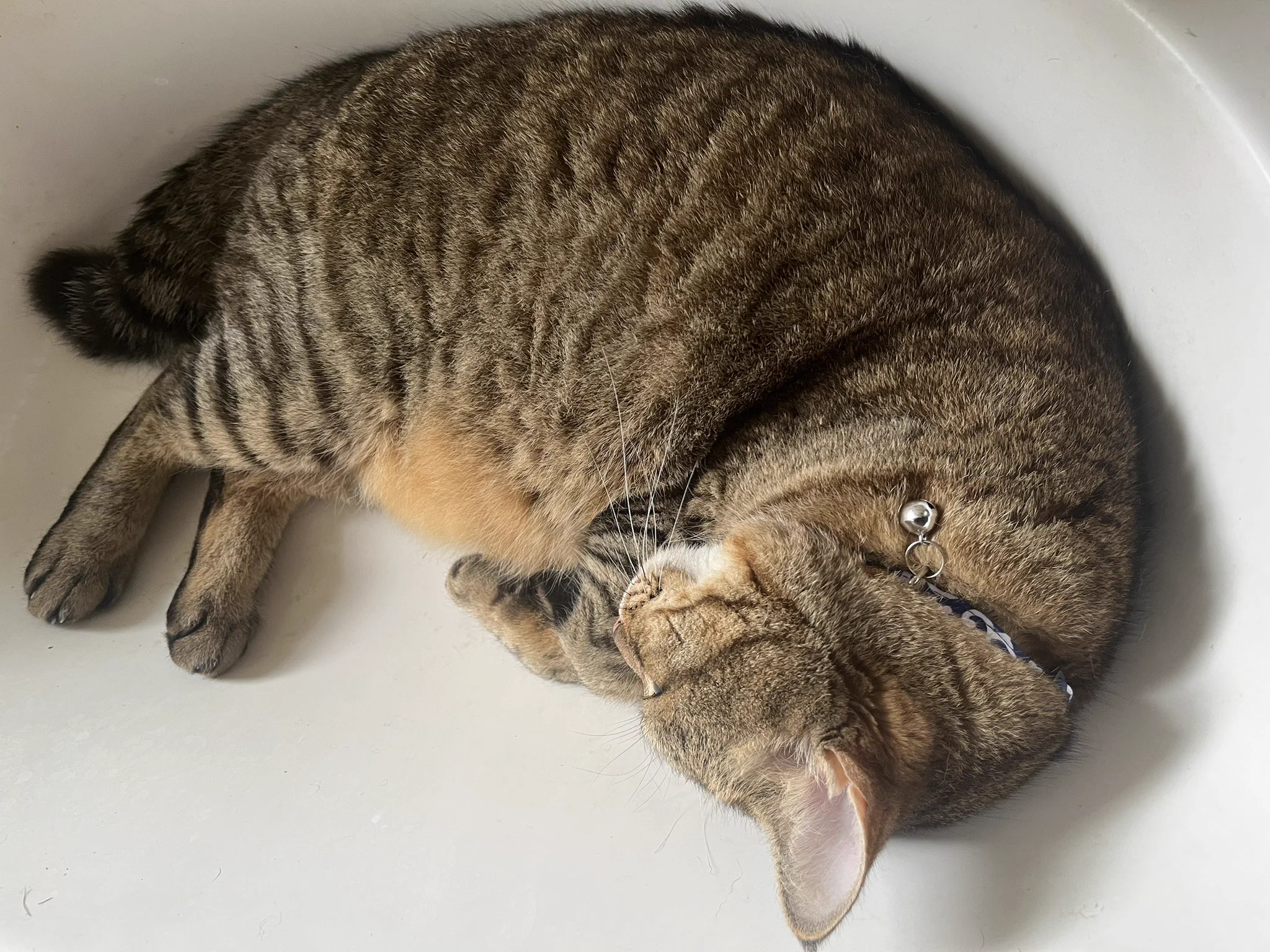 ぢゅの🐈 on X: 