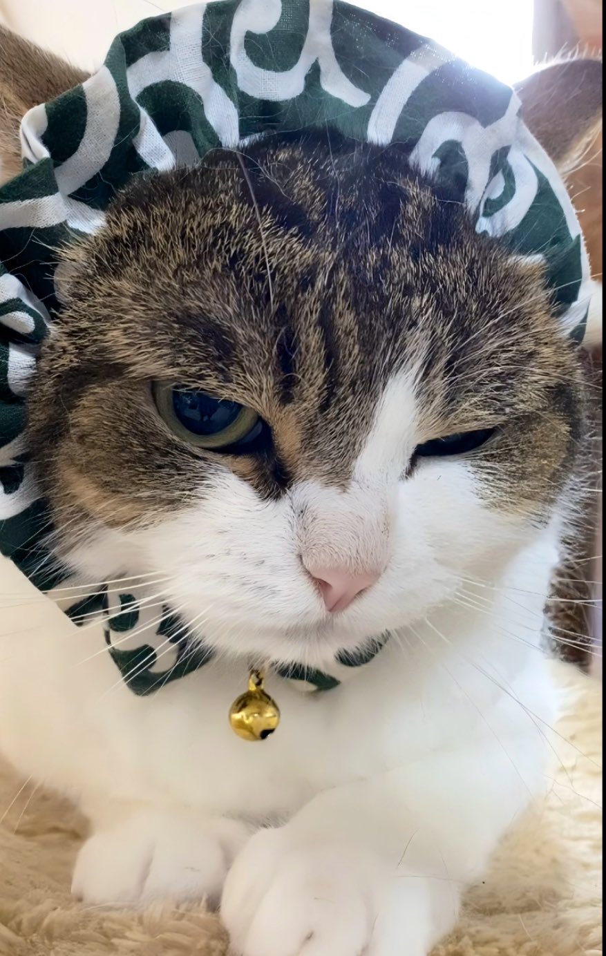 佳　泥棒猫 Amoworks】猫首輪 さかな泥棒 通販【ニッセン】