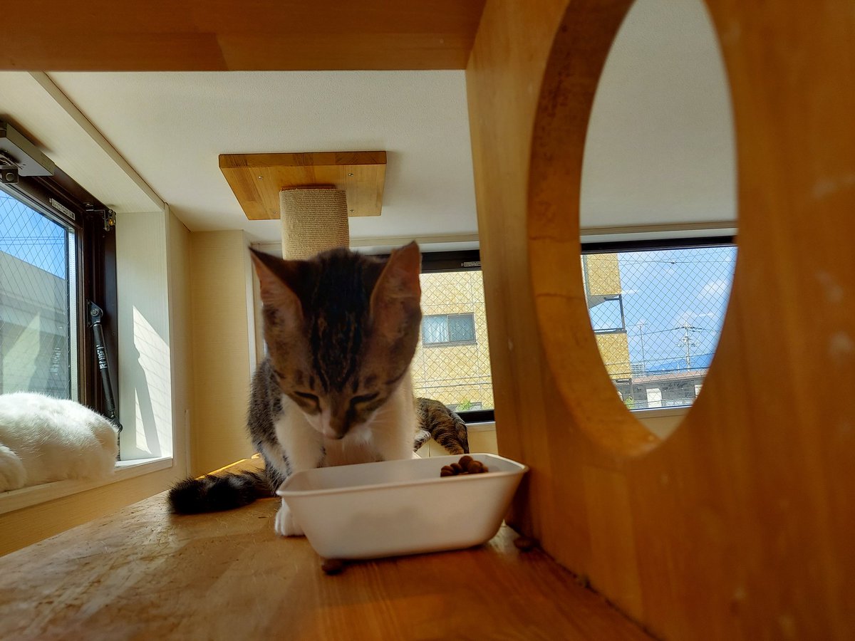 ねこさま専用♡ ゆき様専用ページ