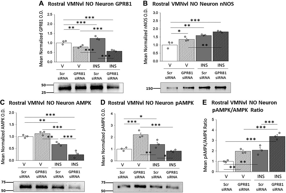 AJPRegu's tweet image. Top Cited Research Article by SC Roy et al. (@ULM_Official) G protein-coupled lactate receptor #GPR81 control of ventrolateral ventromedial #hypothalamic nucleus #glucoregulatory #neurotransmitter and 5′-AMP-activated protein kinase expression
(ow.ly/Hn0z50WEwgG).