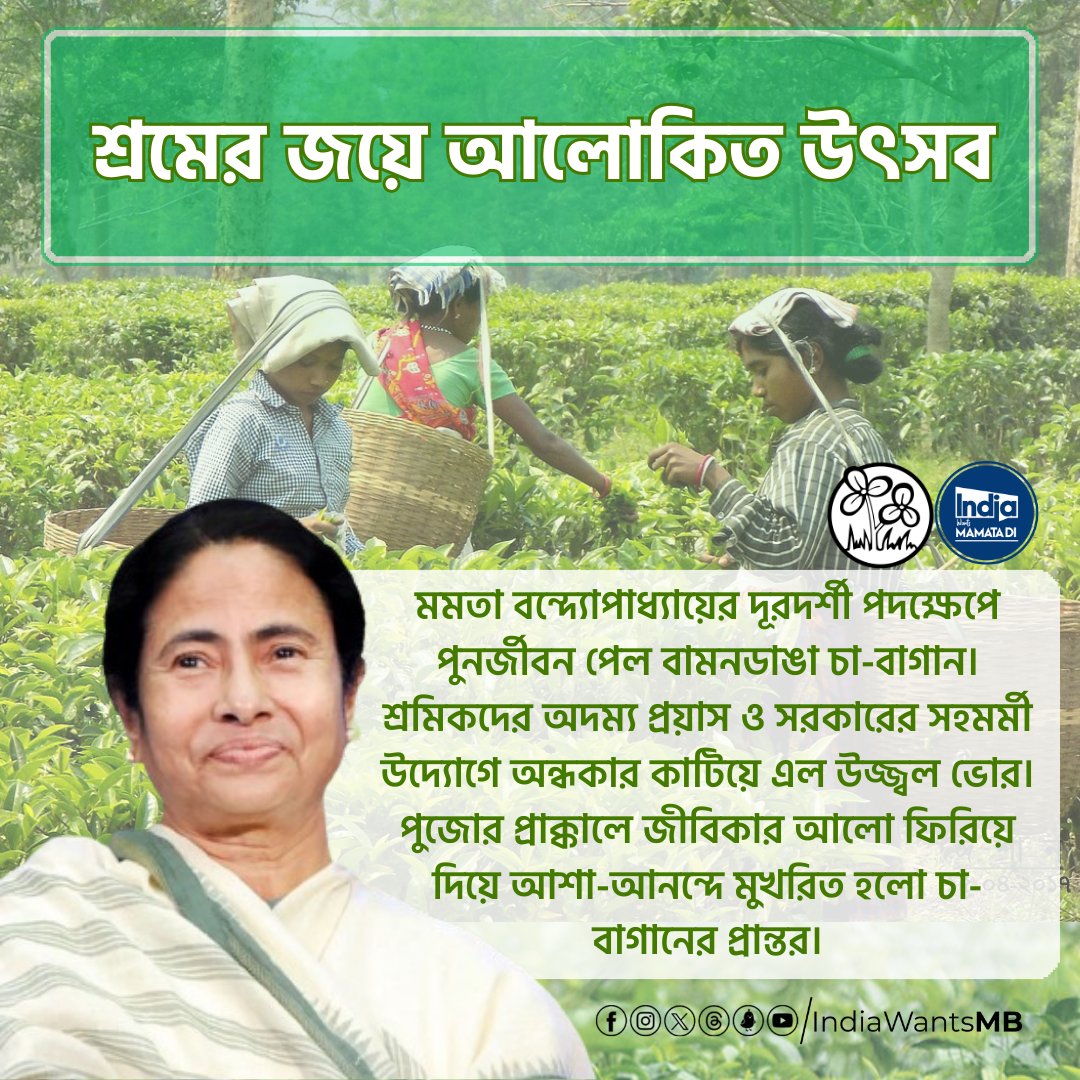 IndiaWantsMB's tweet photo. Light of Hope! @MamataOfficial's vision revives Bamandanga tea garden, bringing joy &amp; livelihood to workers. A testament to govt initiatives &amp; worker resilience. 

#TeaGardenRevival
#IndiaWantsMamataDi https://t.co/95SQvfxuaN