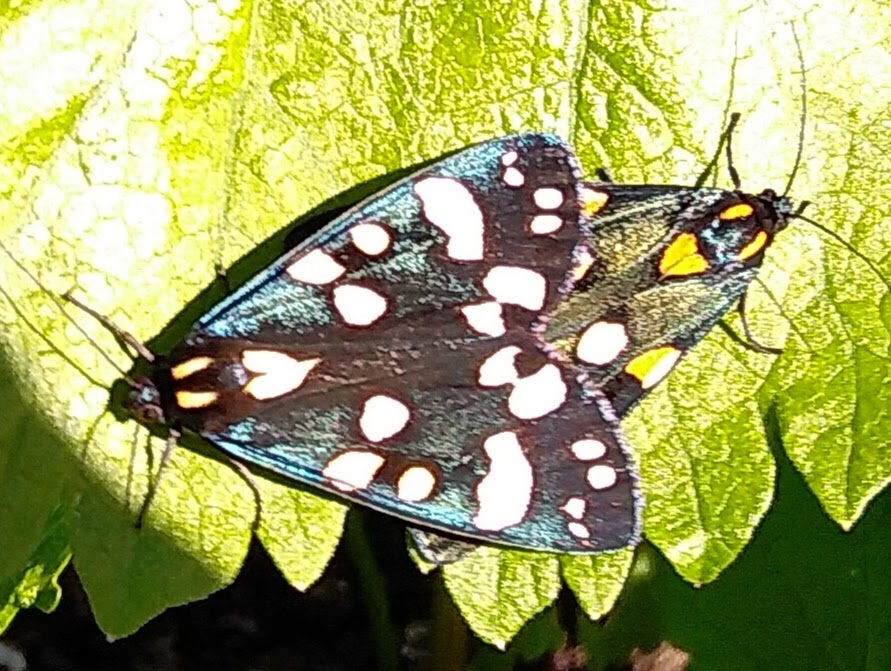 PhilsPlot's tweet image. Garden Tiger Moth #triangular #dailypicturetheme @savebutterflies