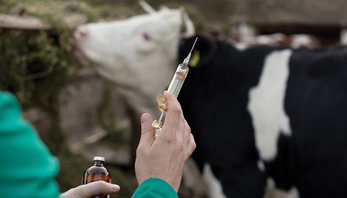 Hayvan üreticilerimizden aldığımız bilgilere göre; 

➖ Nisan ayında yapılan ŞAP aşılarından bir ay sonra hayvanların hastalandığı hatta toplu ölümlerin yaşandığı,
➖ Hayvanlara aşı mecburiyeti getirildiği, bir tek hayvan bile aşılanmaz ise köyün karantinaya alınacağı söylenerek