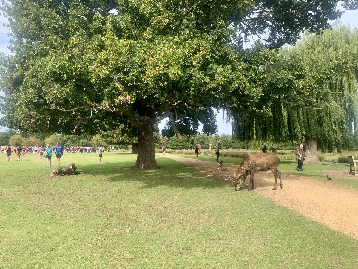 Ruth Wadey (@ruths_gallery) on Twitter photo Itโs behind you!!!
Came across this stag at Bushy Park this morning as I finished my very first Parkrun/walk.
Just had to stop to take these pics.
<a href="/theroyalparks/">The Royal Parks</a> #royalparks #bushypark #stag #deer #wildlife #wildlifephotography #bushyparkrun Itโs behind you!!!
Came across this stag at Bushy Park this morning as I finished my very first Parkrun/walk.
Just had to stop to take these pics.
<a href="/theroyalparks/">The Royal Parks</a> #royalparks #bushypark #stag #deer #wildlife #wildlifephotography #bushyparkrun