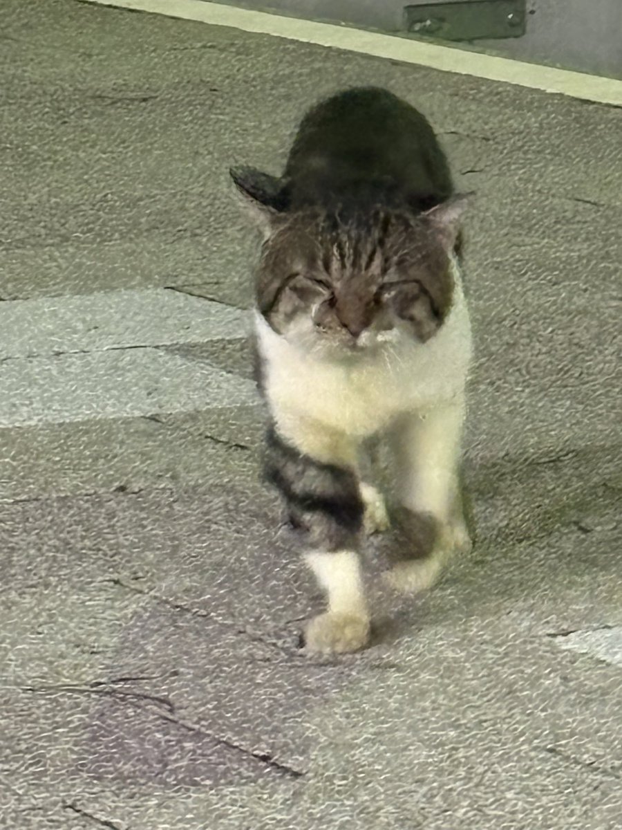 帰りのサービスエリアにいた猫ちゃん