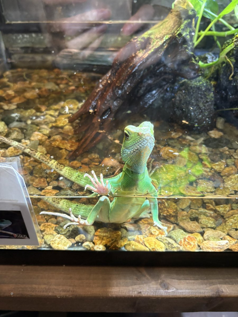 今日は下田海中水族館とiZooに行ってきました🐬
かわいい生き物たくさん見れて満足😤💞