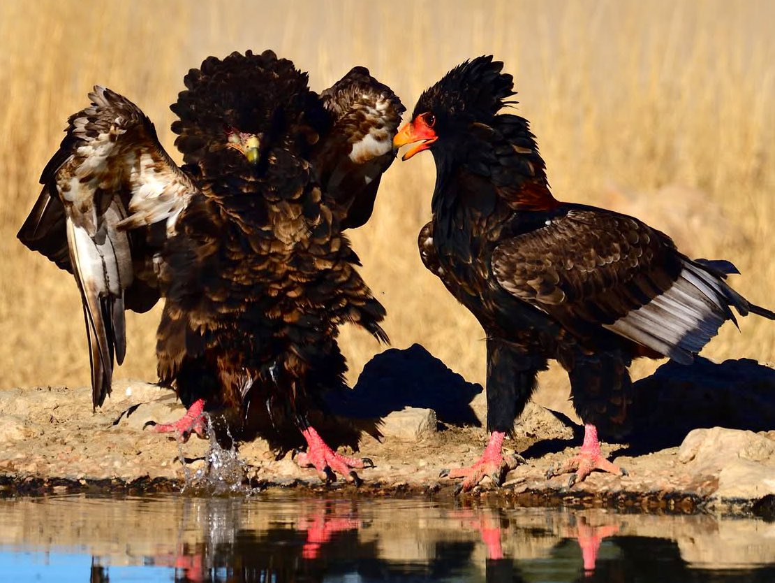 Sandra Swart tweet media