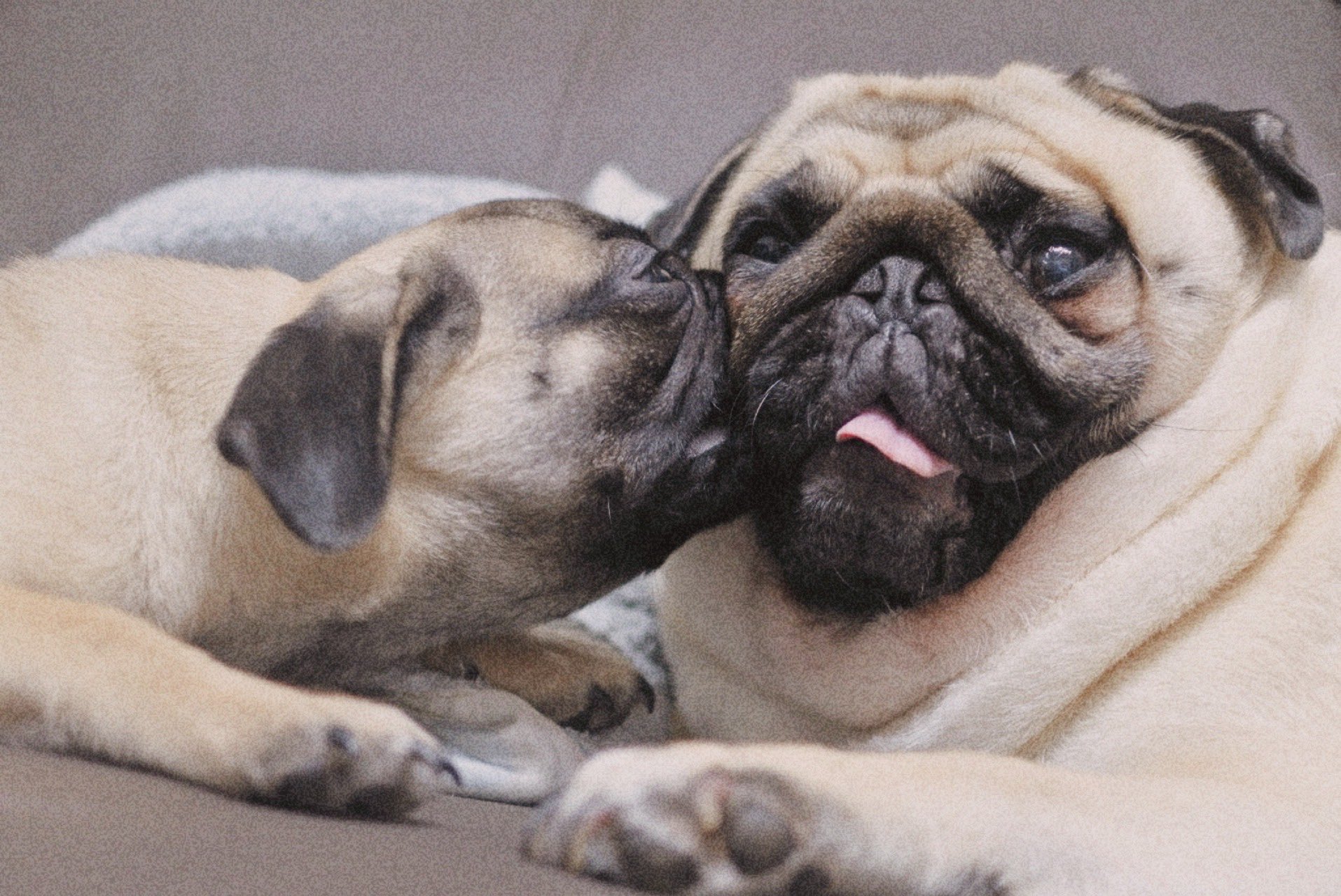 pug - Search / X