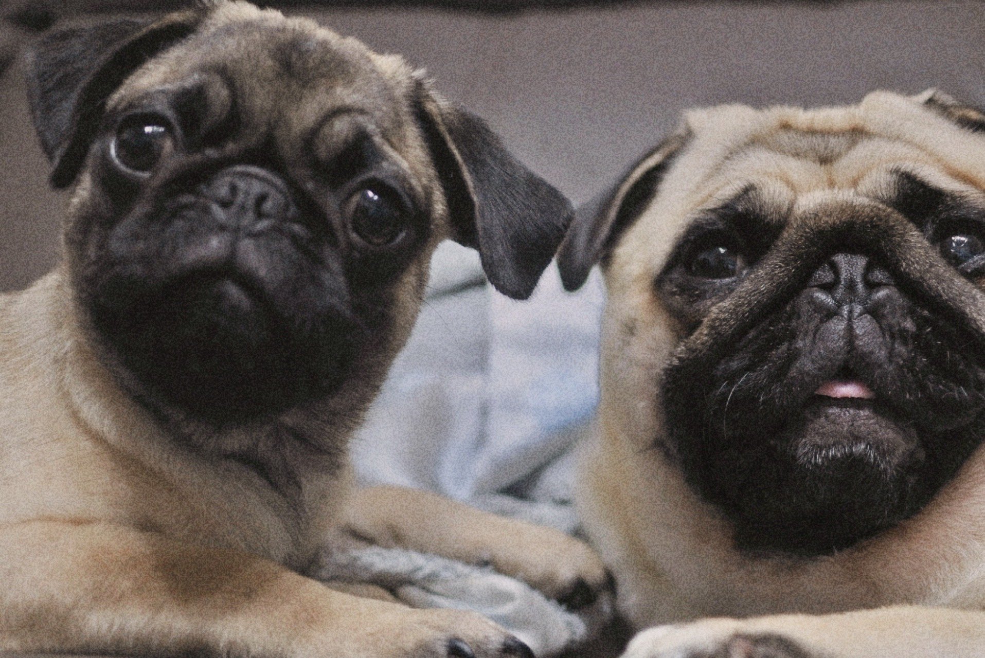 pug - Search / X