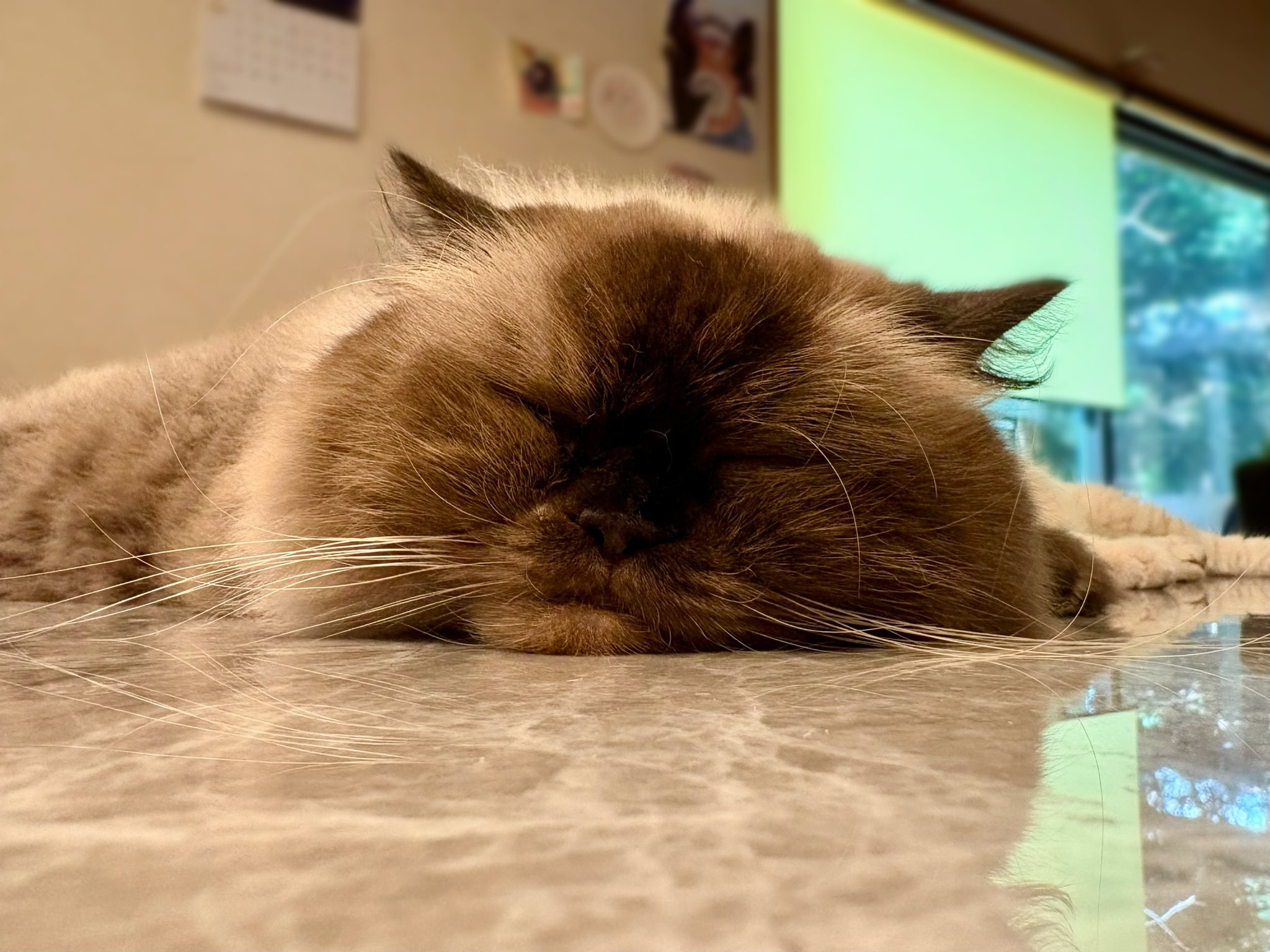 ねこ好き Amazon.co.jp: 怠惰な猫9.0 1/6 cat ネコ好き プレゼント 可愛い
