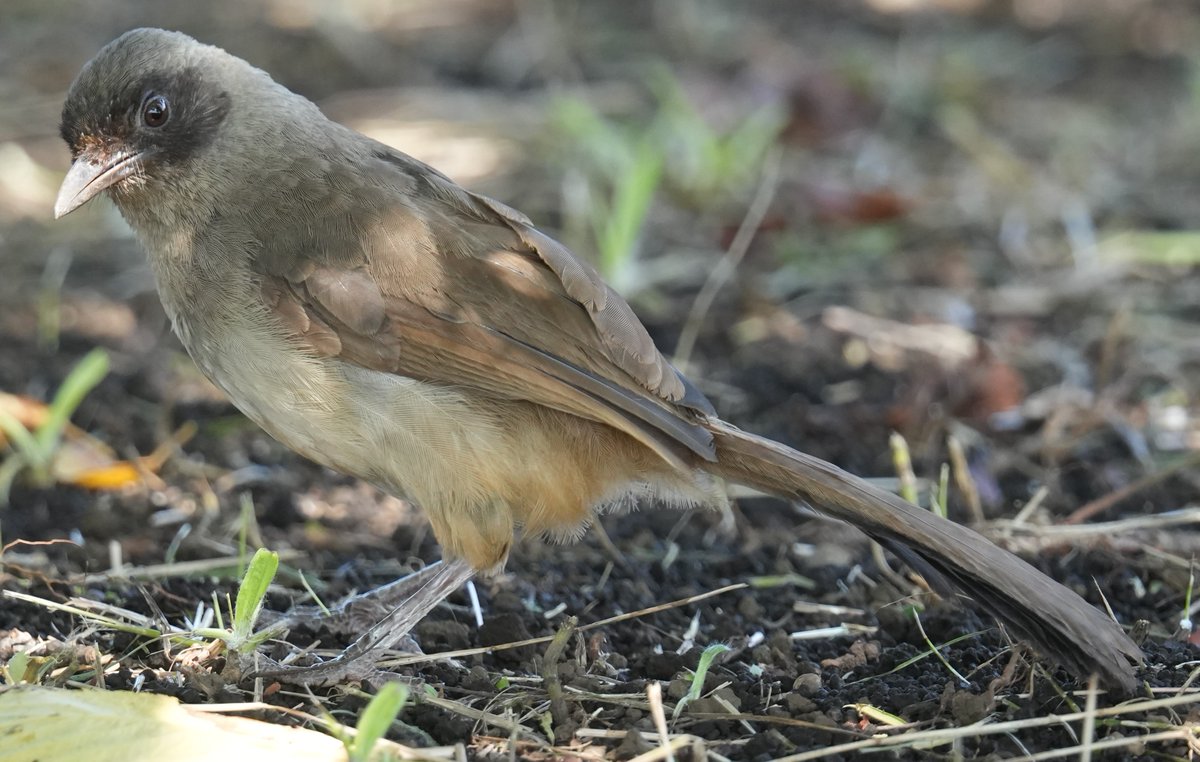 カオグロガビチョウ撮れた