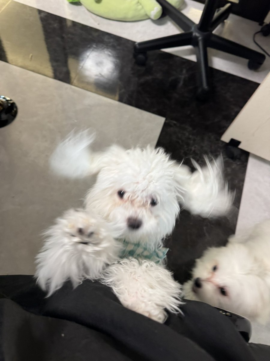 マルチーズふたりが来てから何かと忙しい😆💕