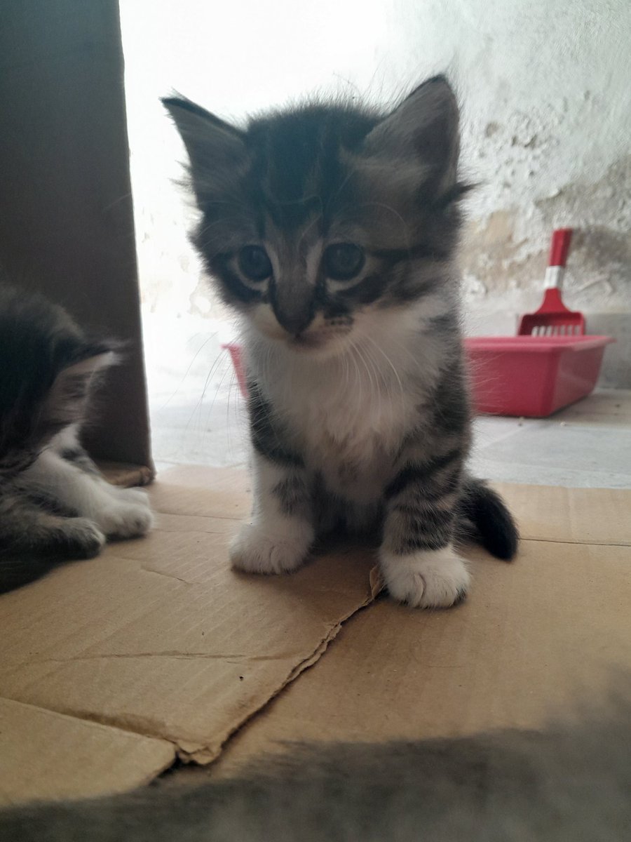 AutoraMorgana's tweet photo. 💢URGENTE💢 Preciso de ajuda para encontrar um lar para esses gatinho ❤️‍🩹 Se você for da região de RECIFE/ JABOATÃO e tiver interesse em adotar, por favor, me chama da DM!!!
ISSO É MUITO IMPORTANTE, QUEM PUDER DAR RT PARA AJUDAR! https://t.co/jqZdCGelGg