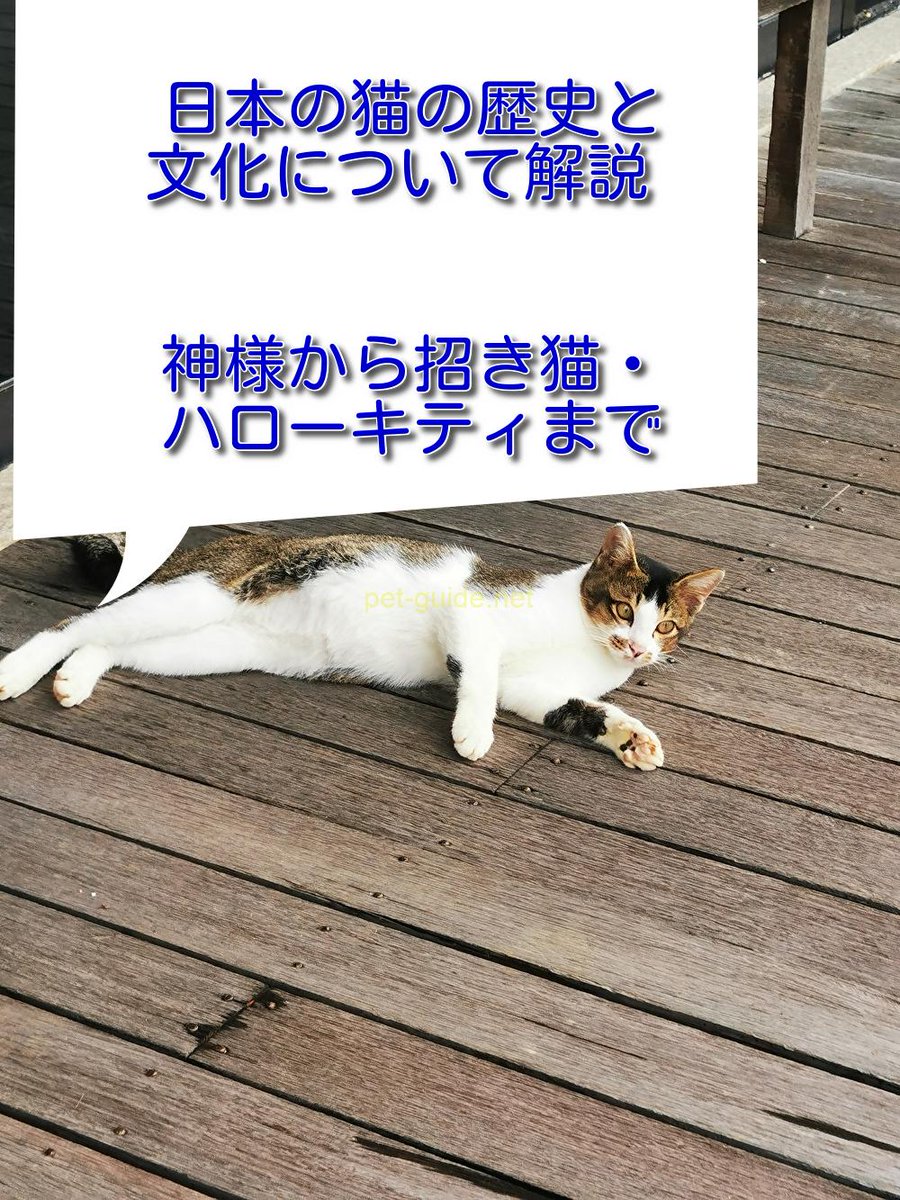 pet_guide_'s tweet photo. 日本の猫の歴史と文化について解説 神様から招き猫・ハローキティまで https://t.co/MxQeN9Hjcp https://t.co/opF6eLS8OG