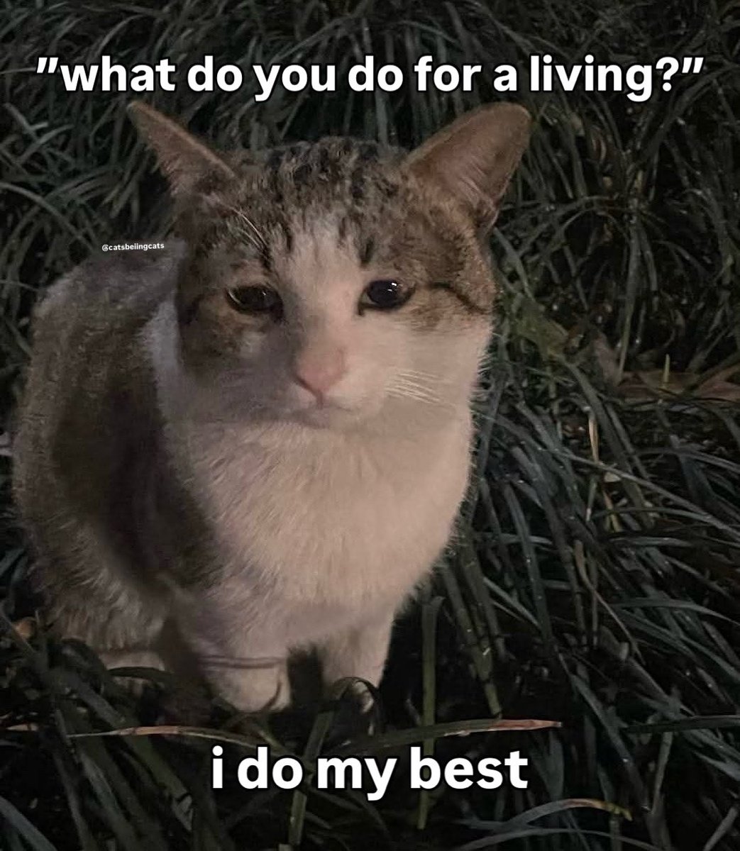 cats being cats (@catsbeiingcats) on Twitter photo 