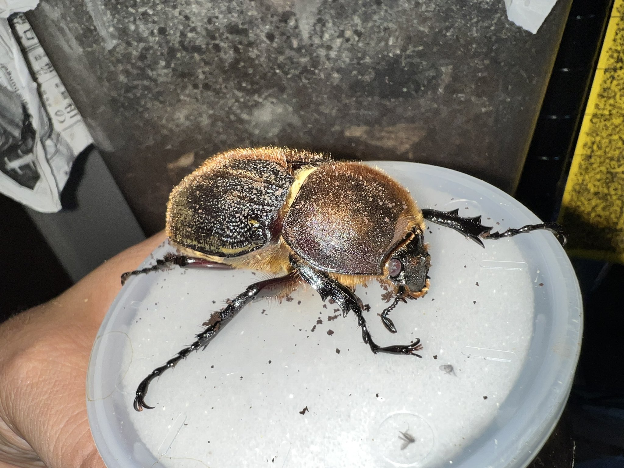 昆虫相手にマジ喧嘩様リクエスト 対馬昆虫採集記2022【ノンフィクションドキュメンタリー】 - YouTube
