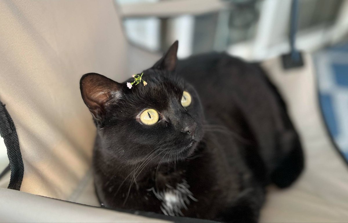 H4yzerr's tweet image. Just some cat photos to start your Saturday morning 😃🐈‍⬛🐈