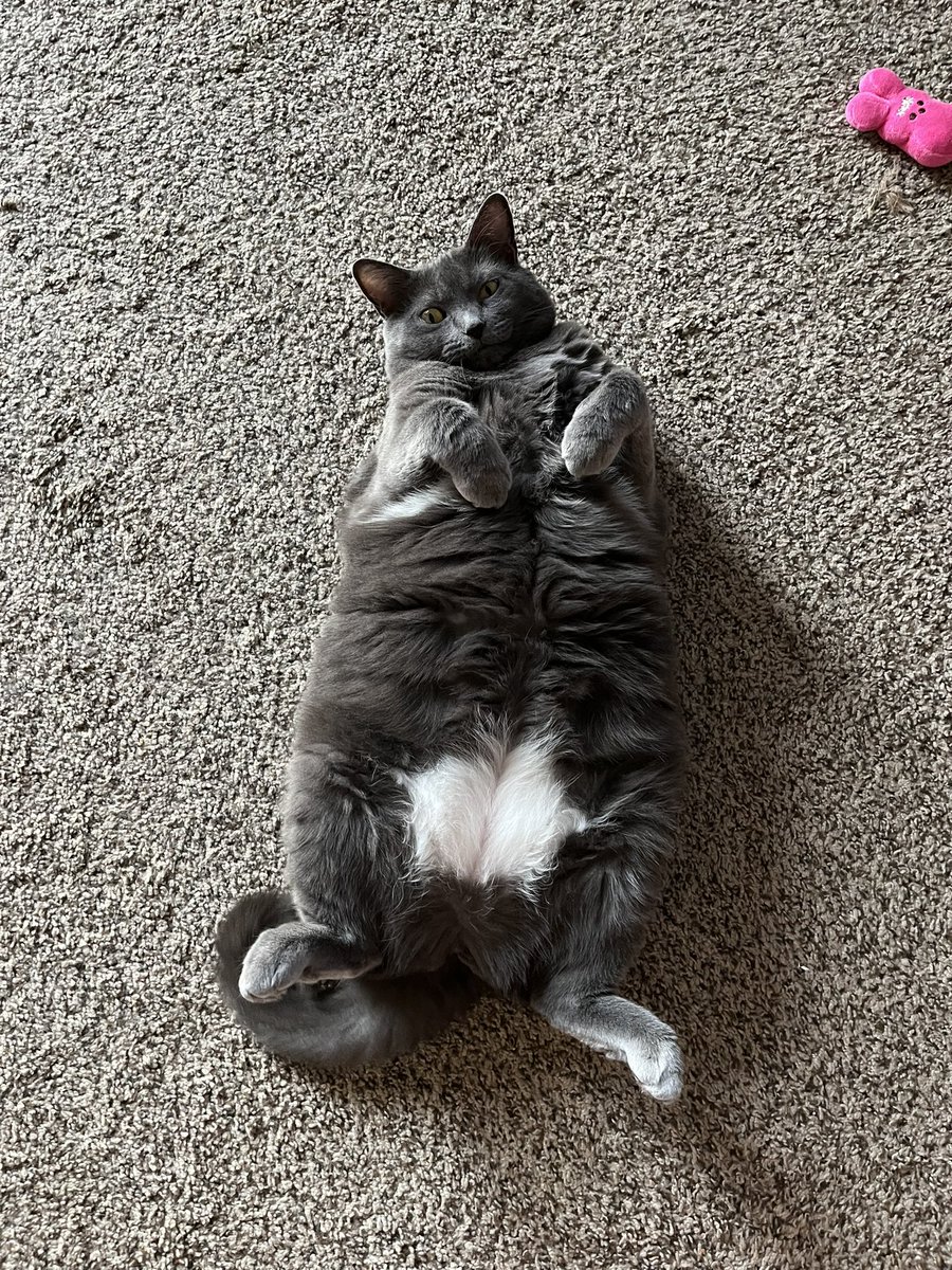 H4yzerr's tweet image. Just some cat photos to start your Saturday morning 😃🐈‍⬛🐈