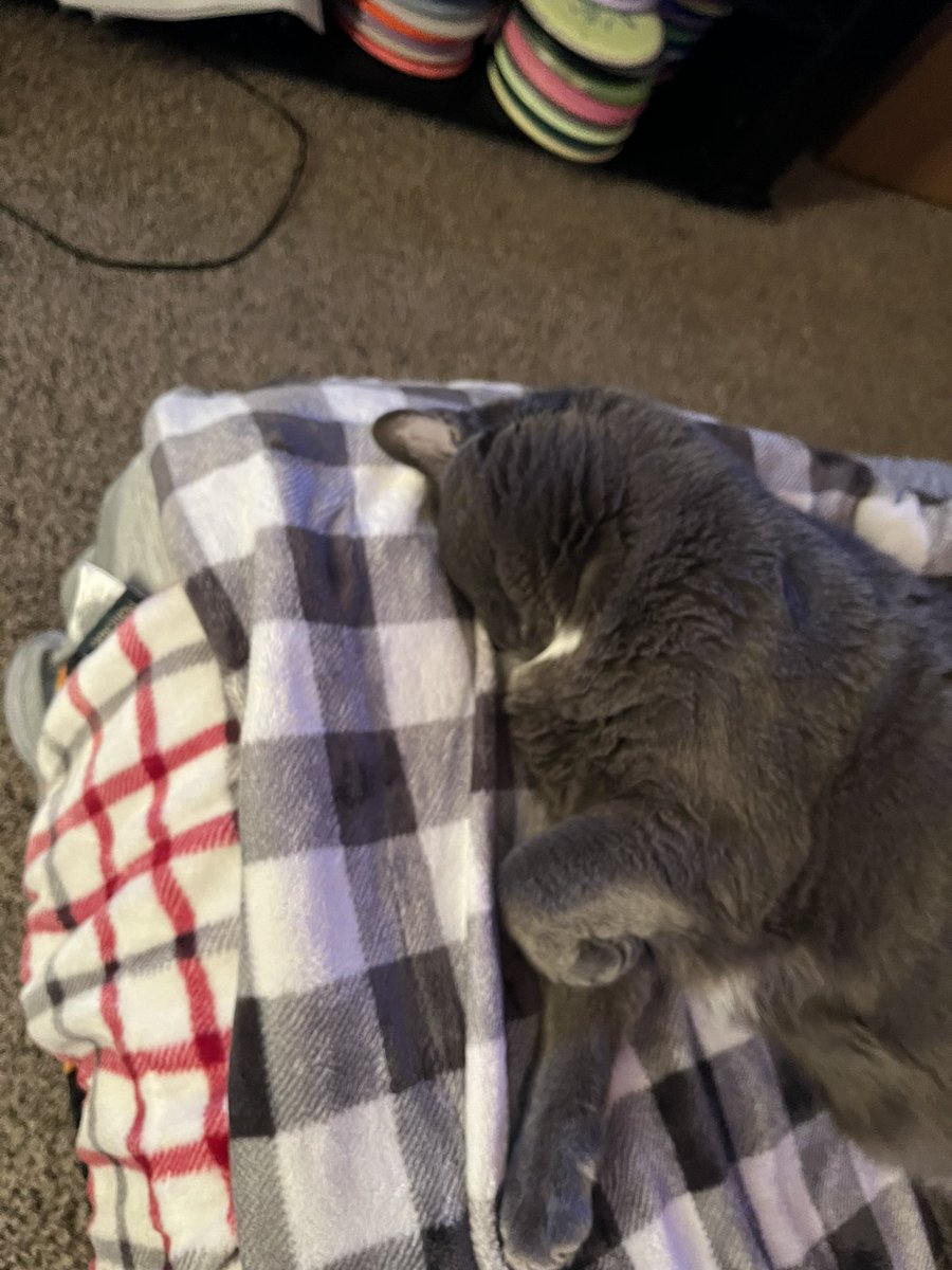 H4yzerr's tweet image. Just some cat photos to start your Saturday morning 😃🐈‍⬛🐈