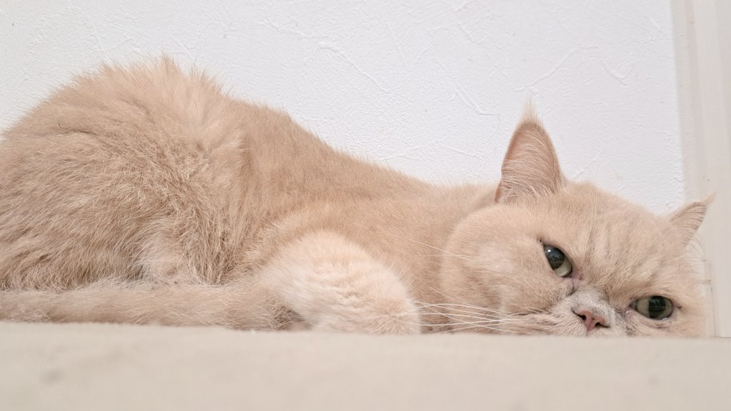 stpr_verylove's tweet photo. かわいい🐱 https://t.co/On7dLADAH5
