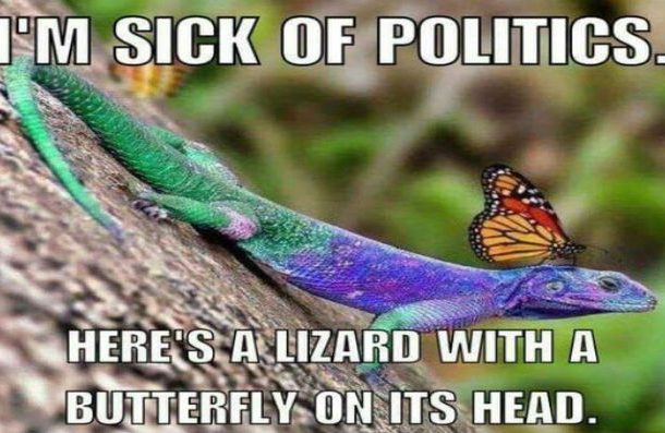 Do you ever get tired of all the politics constantly on X?