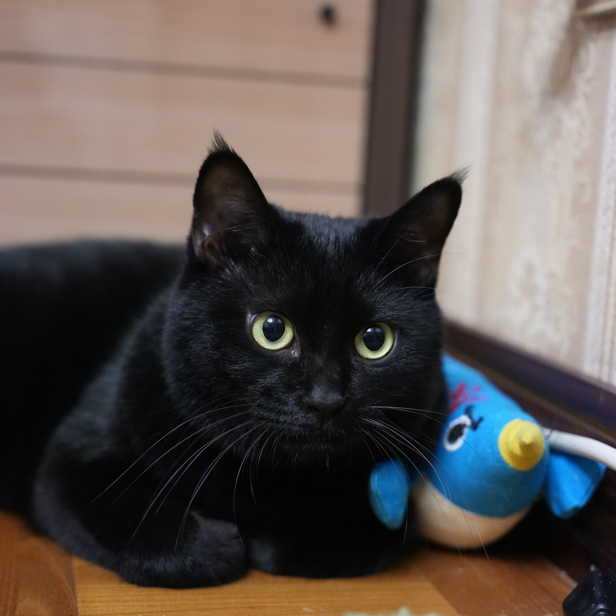 黒猫つくねちゃん太しっぽ on X: 