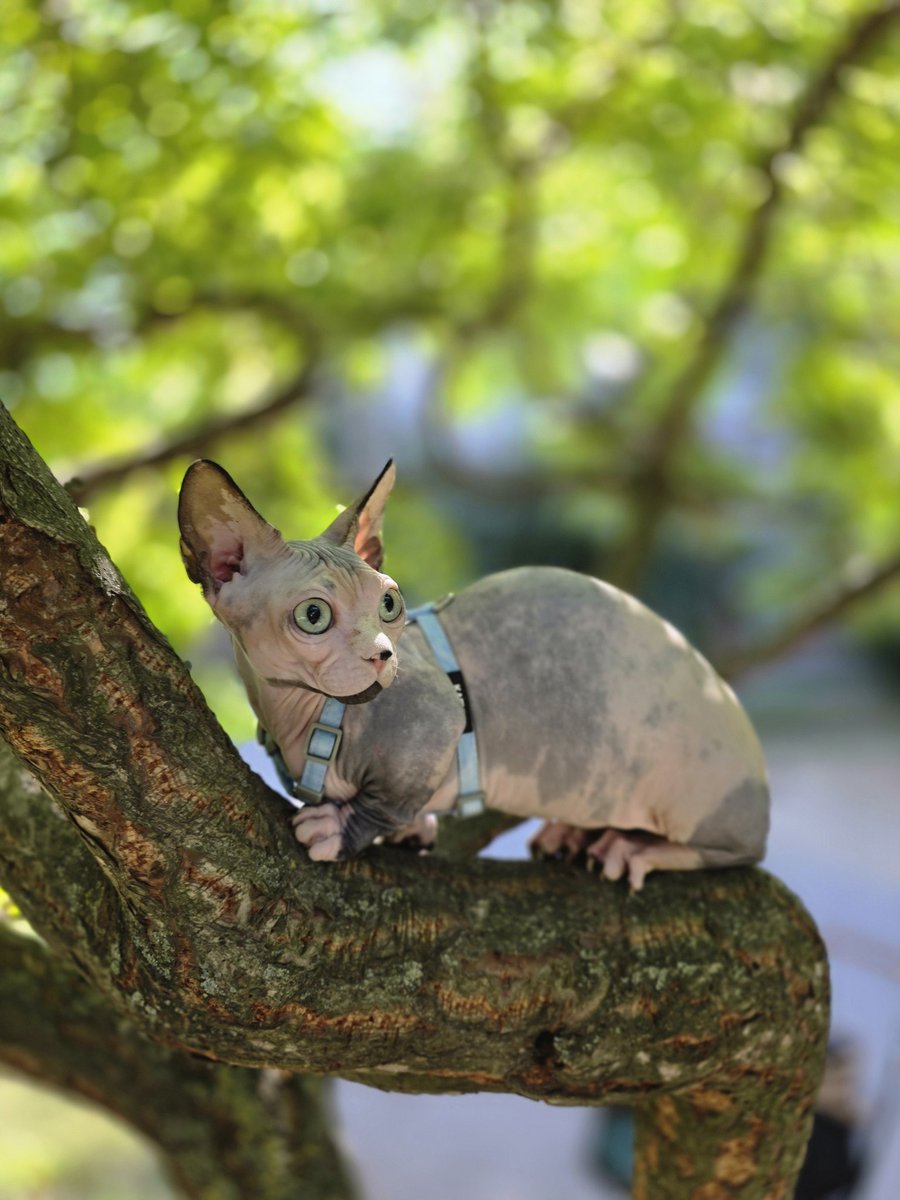 А Батошка сегодня в первый раз ходила гулять и осваивала натуральную когтеточку.