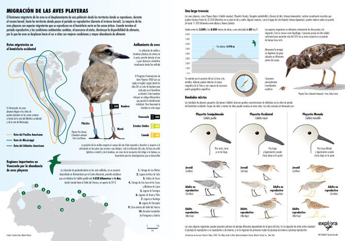 #6Sep En el Día Mundial de las Aves Playeras, compartimos esta infografía por <a href="/nicografico/">Nicolás Ramallo</a>
<a href="/sandrabginer/">Sandra</a>  y Alberto Blanco Dávila <a href="/Explora_ABD/">AlbertoBlancoDávila</a>